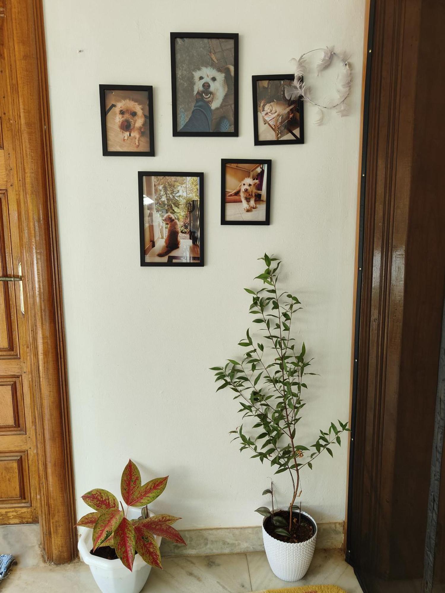 Shamak Homestay Varkala Zewnętrze zdjęcie